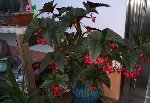  斑叶海棠■“高端玫瑰”永远的莫斯科，色泽鲜艳，妩媚娇羞，实属养花首选