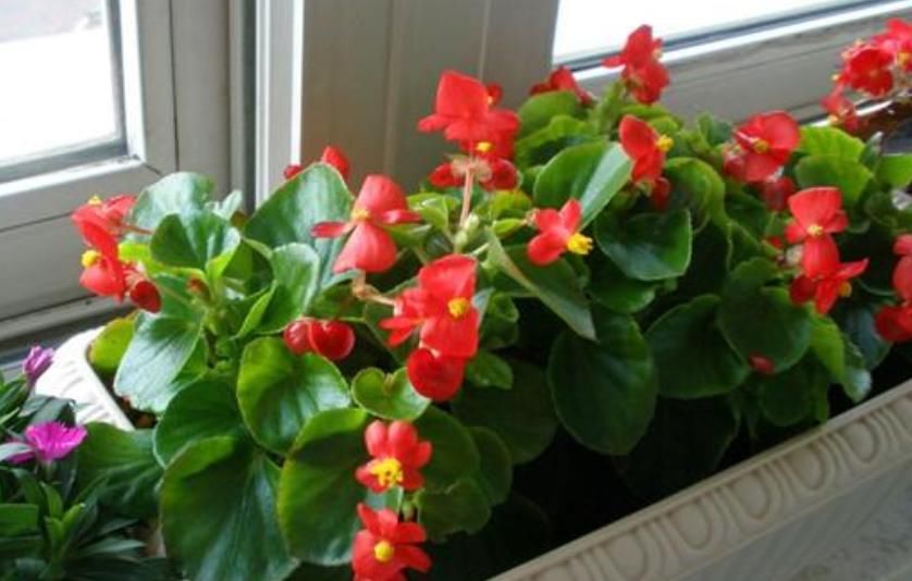  『有花赏』4种花是“开花高手”，开花多，开花长，养2盆“四季”有花赏！
