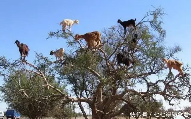 母猪上树是不可能的,但有一种山羊却会上树