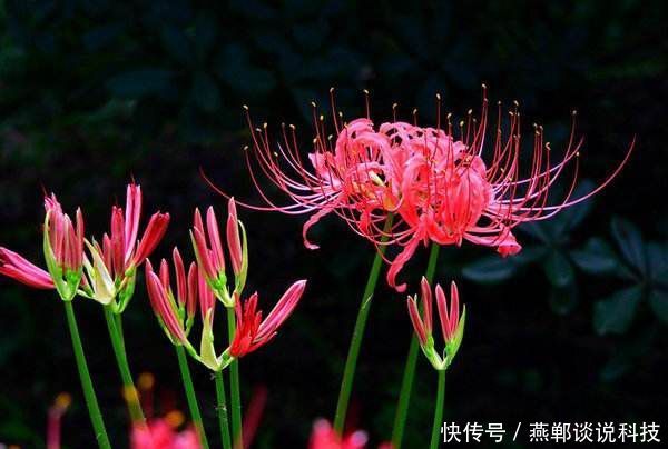  石蒜@很有趣的3种花，黄花石蒜、红花石蒜、百合，你喜欢哪个？