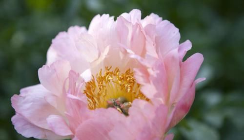  『富贵花』养花就养3种“富贵花”，招财纳福好运到，鱼跃龙门出才子