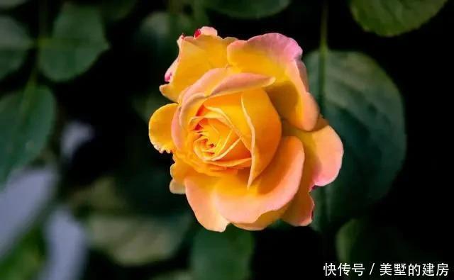 不见|5月养这6种花要“狠狠晒”,越晒越能开,否则只见叶子不见花
