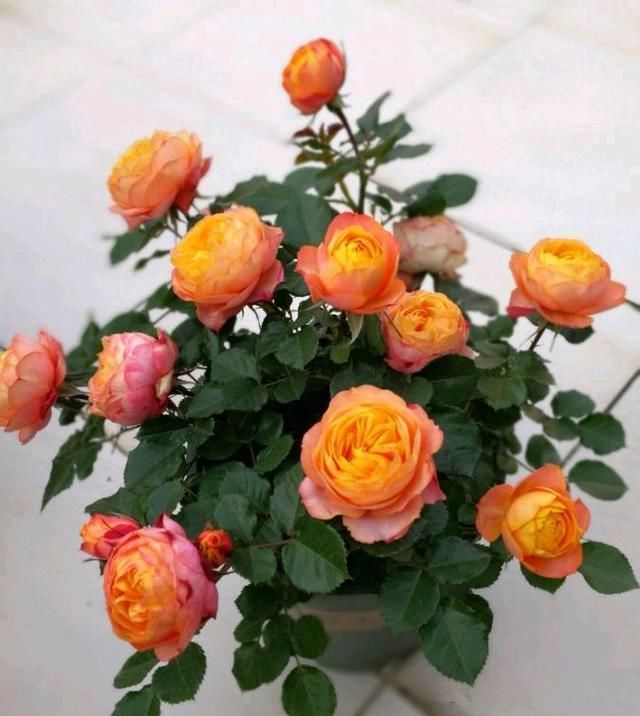  「芳香」4款艳丽的花卉，漂亮又好闻，养一盆放阳台，花开艳丽芳香怡人