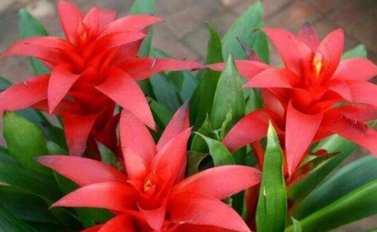  『红掌』喜欢在家中和庭院养护花卉，就选择5种花卉，花朵艳丽，花期长