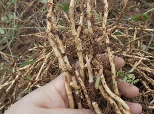  『拔掉』河边的1种“植物”，被称为“鱼腥草”，请勿拔掉，价值高、珍贵