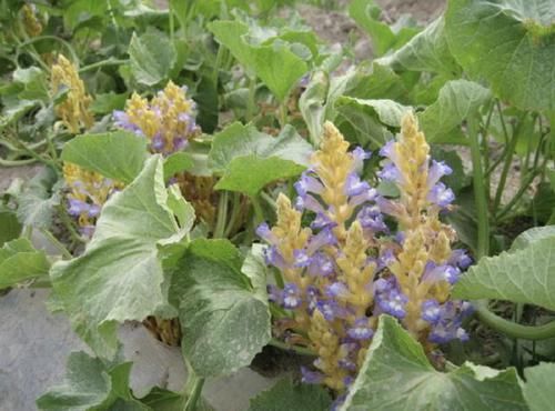  「种植物」农村山沟里，生长着1种“野草”，被称为“列当”，看到请保护