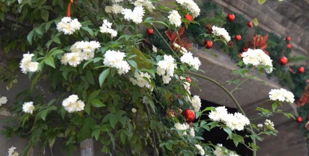「木香花」老门东,花都开好了!