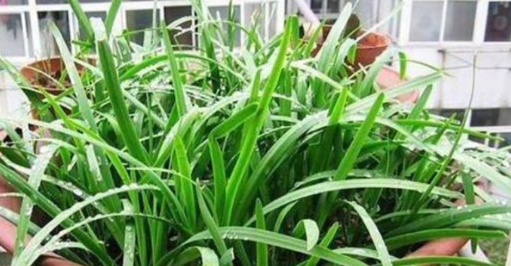 【蔬菜】“5种蔬菜”养阳台,长得快,结果多,不用出门买,随吃随摘!
