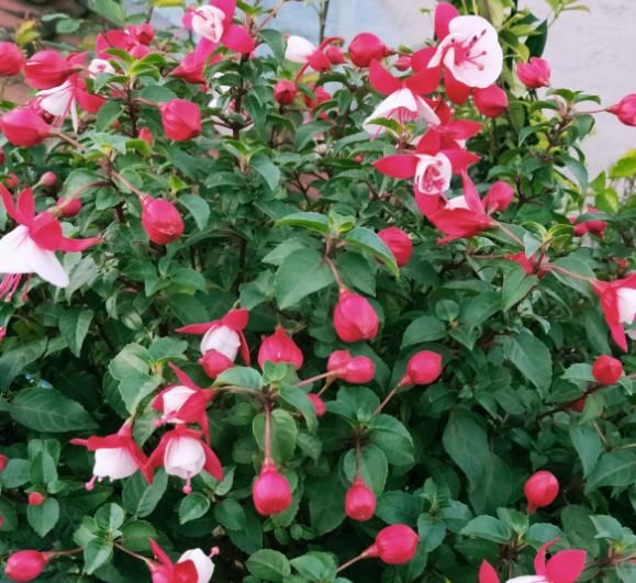  『度夏』4种花堪称“夏必死”，怕热又怕涝，现在不适合买！