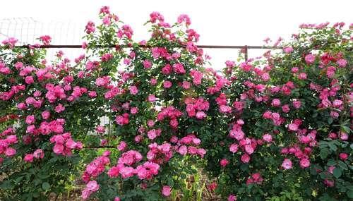 这个地方的月季花墙美美哒，就等你来免费赏!