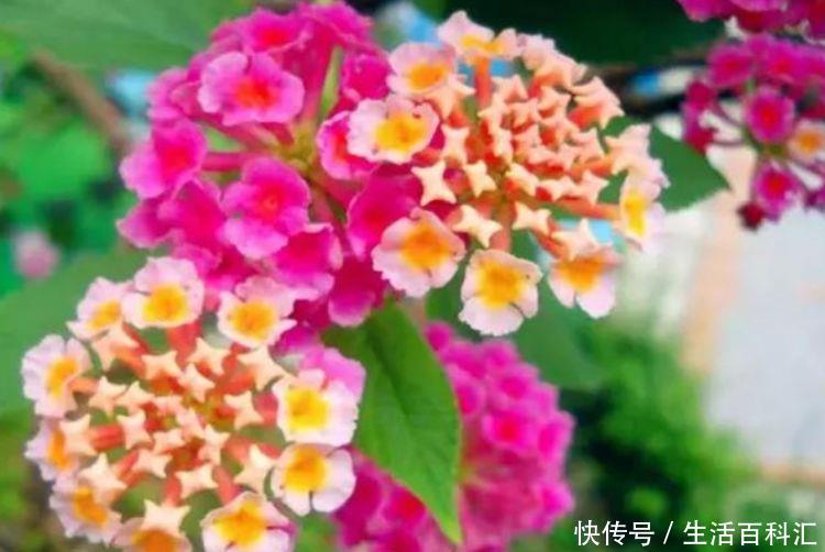  「适合」几种小花很耐热，越热开花越旺盛，夏天养最适合，开花不断美爆了