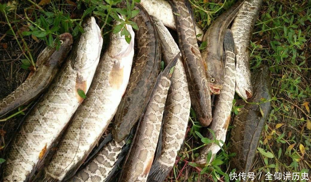 「海竿拟饵钓」户外钓黑鱼,选对钓鱼方法,不愁黑鱼不上钩