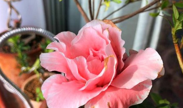 『变身』此花原是“我国野花”,因受“老外”追捧,华丽变身成世界名花