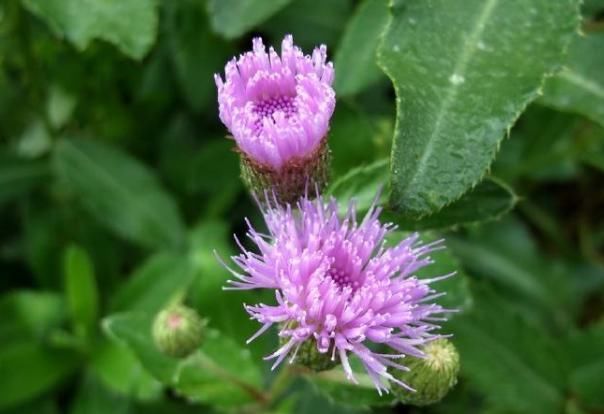  【小蓟】这种农村里才有的野草，浑身带“刺”若是遇到，还请好