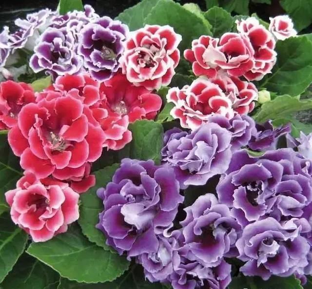  [叶子]4种花“适宜”在五月扦插，2周生根、下个月就开花，别花钱买了