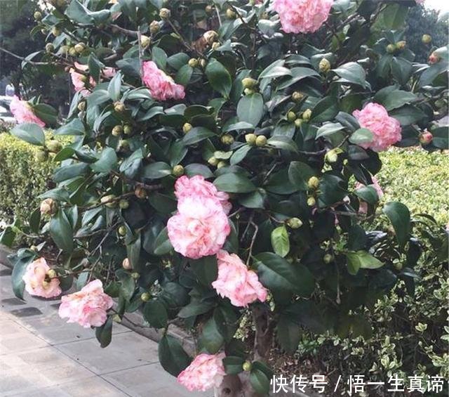 『开花』茶花掉叶怎么办3个“方法”,叶片浓绿,花蕾更多,开花满枝