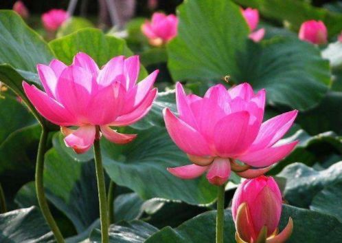  「迷人」喜欢养花，推荐这几款，阳台开成小花园，花朵烂漫迷人