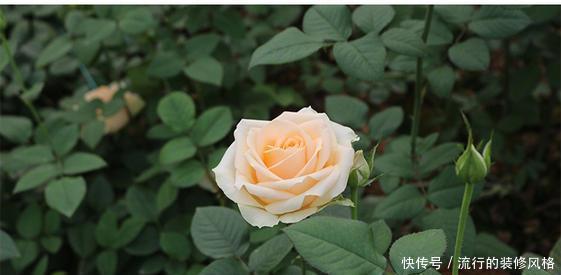 『盆栽』此花高贵典雅,好养花期长,开花颜值高,是阳台盆栽佳品