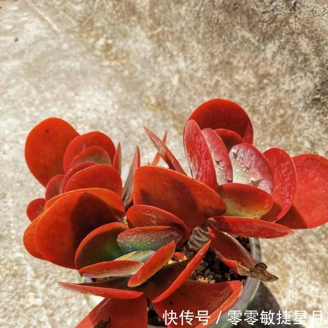 【时节】多肉在美好时节里尽情绽放吧!