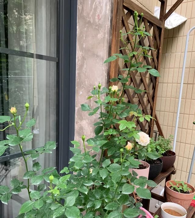 『丰花性好』狼家自育的表现到底如何,戳进来看看花友们的大实话