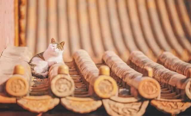 一年 30 多趟故宫，只为拍摄超赞「故宫猫咪图籍」！