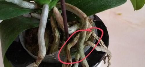  「营养」买回来的蝴蝶兰养着养着花朵就枯了，根部还生霉了是怎么回事？