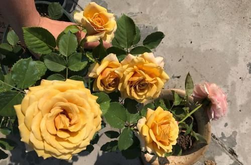  『粉嫩』养花试试这几款，花开繁盛花香怡人，花朵粉嫩丰腴，绚丽夺目