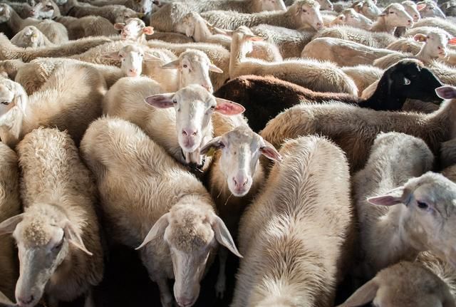 随着农村经济快速发展，2019年农村养殖什么最赚钱呢？