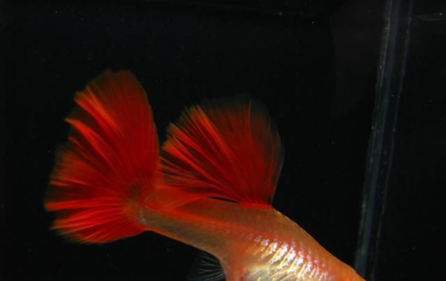  【均表现为】孔雀鱼太好繁殖啦，所以孔雀鱼的品种多到让你数不过来！