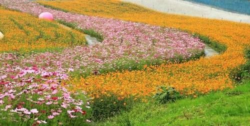  【模式】美丽乡村——花海模式全面解析