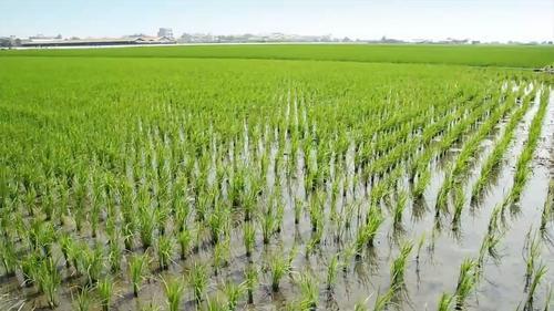 迪拜请中国种水稻，引世界瞩目，外媒：不可能！