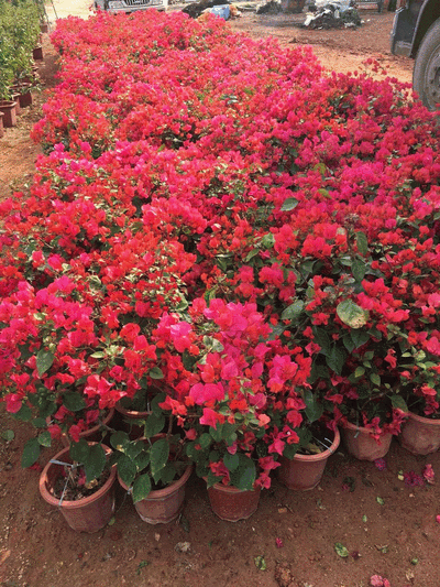  三角梅■喜欢菊花，就养三角梅，长势茂盛，花朵独特，花开艳丽，花量多