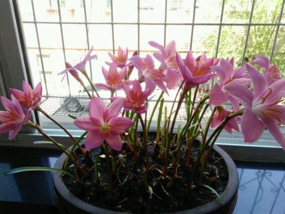 『兰和风雨兰』路边一种“韭菜”花,种盆里太养眼,一淋雨就开花