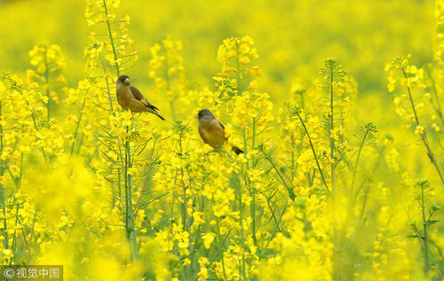 油菜花“开工大吉”？错峰休假去看春天第一拨花海