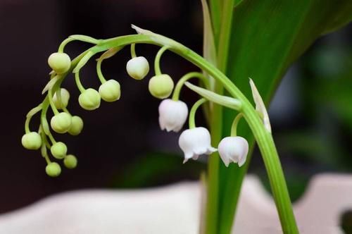  漂亮：此4款花朵不仅漂亮好养，屋里养一盆，花香飘满屋，芳香惹人爱