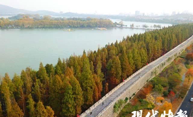 小众而惊艳!南京这些地方“万杉红遍”