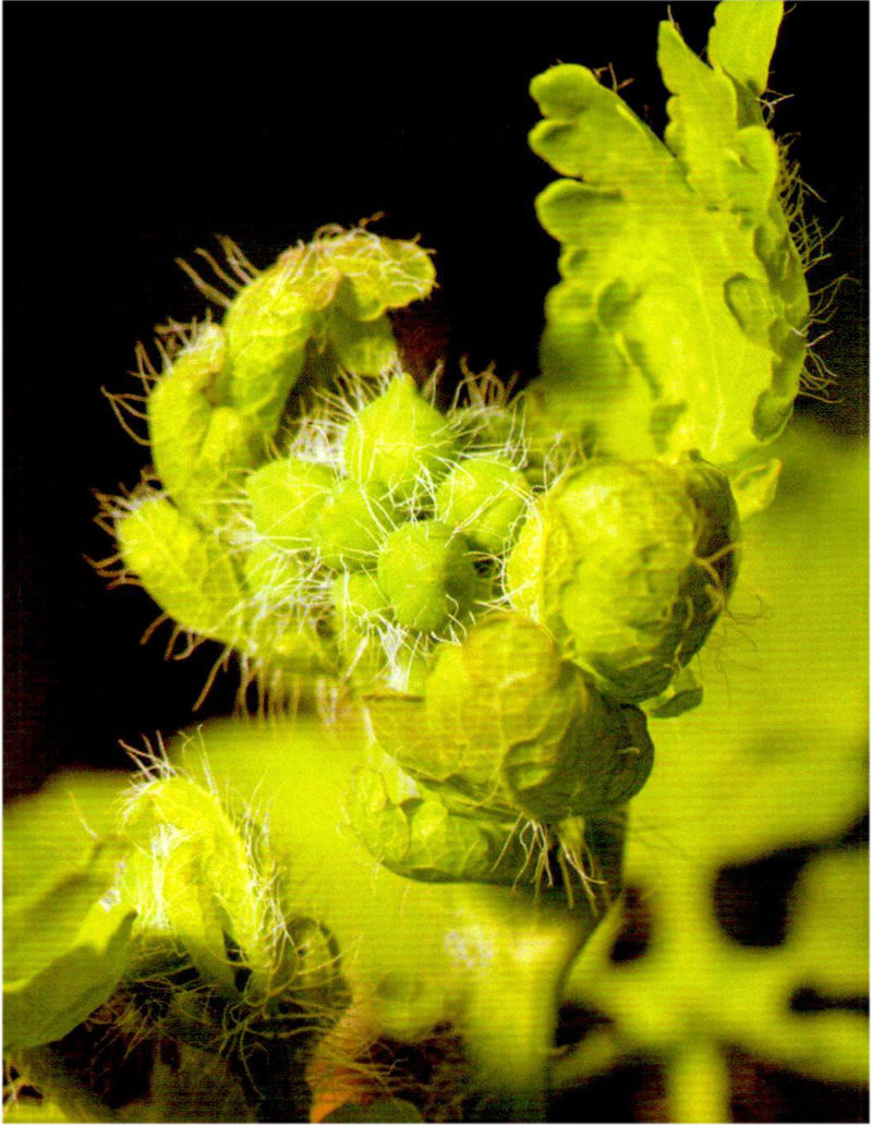 「毒门」植物界三大毒门世家