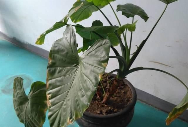  『种植』长得像芋头，但是有毒，当观赏植物种植很好看，可别误食