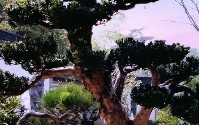  『家门口』家门口栽这几种树，镇宅又旺财，寓意还好，秋天还能结果子！