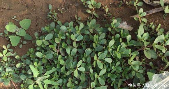 农村常见的野菜，农民人工种植它，每亩可收益14000元