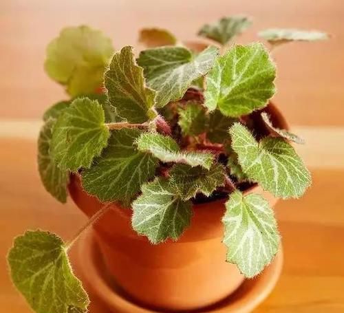  [植物]12种能养玻璃瓶中的植物，喜欢纯粹的绿植