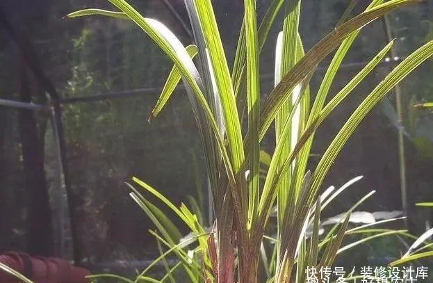  【最怕】兰花服盆期最怕什么？秒懂什么是退草，兰花成活不是问题