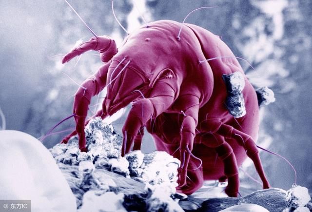 脸上螨虫多，会有4个伤害，学会用3招除螨，皮肤好