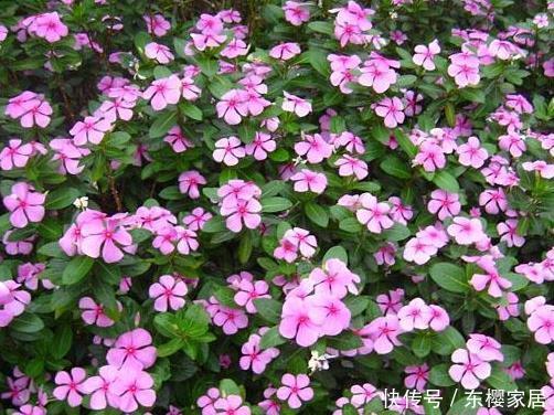 『长春花』阳台栽培5种花卉,夏天不怕高温,花枝乱窜,长成“花海”很讨喜