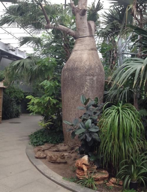  「瓶子树」沙漠里的“生命之树”，能够存2吨水，引进中国后却长