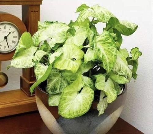  叶榕：家里养了这6种植物，立马变得有品位