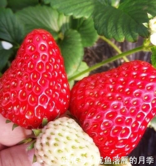 草莓■阳台上盆栽草莓,好吃好种又好看,结的果子四季吃不完!