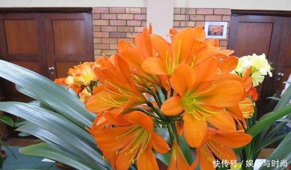 『室内』室内养花,选这6种错不了,空气好,病菌少,好养又漂亮