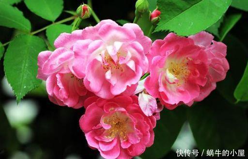 『漂亮』适合夏天养的花卉,枝繁叶茂开花爆盆,花大色艳花期长,漂亮极了