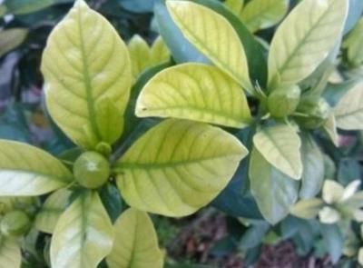  微量元素■茉莉栀子花，黄叶的“七大”原因，缺一种东西，黄叶难逃